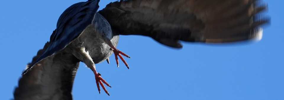 pigeon flying free, feet in focus
