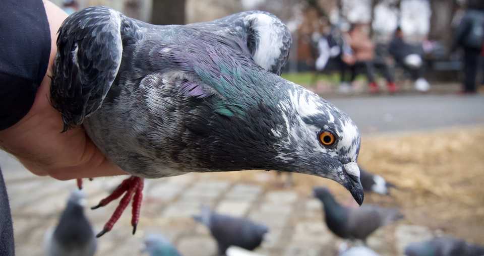 a pigeon being held, about to return to the gathered flock