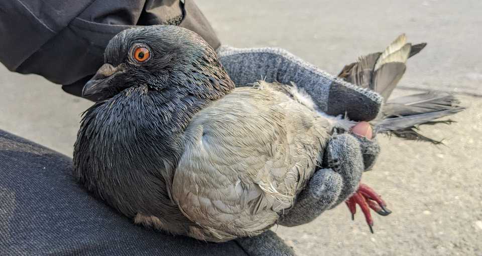 pigeon being held
